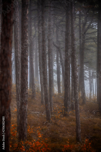 morning in the misty autumn forest	
