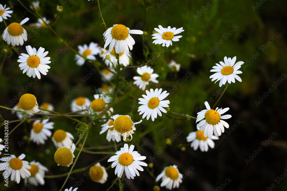 Fototapeta premium Wild chamomile stems arch with cheerful daisies against deep greenery. The delicate herb signals tea fragrance gentle healing and the easy pace of countryside life in warm light.