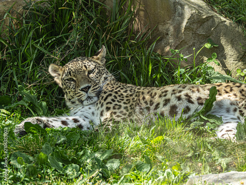 Persian leopard (Panthera pardus saxicolor) resting in its natural habitat, a rare and endangered big cat native to the mountainous regions of Central and Western Asia. 