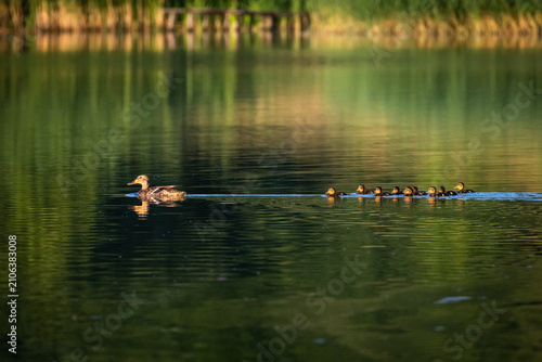 Canvastavla Duck and ducklings travel in a long tidy column across mirrorlike water