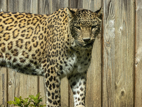 Obraz na plátne Persian leopard (Panthera pardus saxicolor) resting in its natural habitat, a rare and endangered big cat native to the mountainous regions of Central and Western Asia