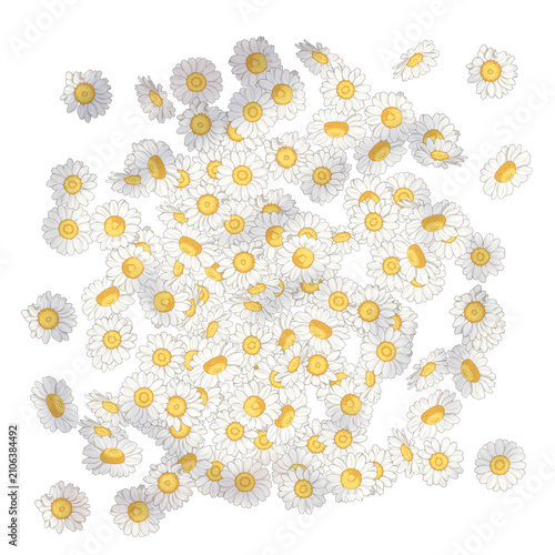 camomile flowers on white