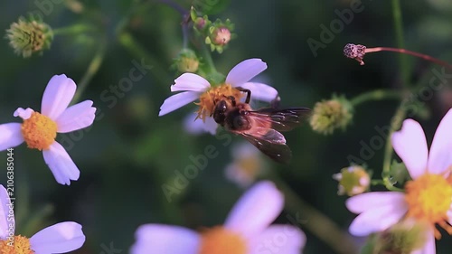 4K cinematic close up of a Giant Honey Bee (Apis dorsata) feeding on white Bidens pilosa flowers in gentle morning light, capturing natural nectar gathering and tropical pollination