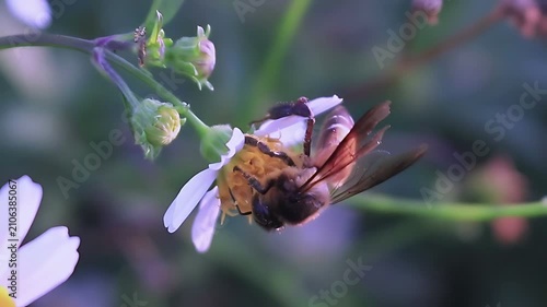 4K cinematic close up of a Giant Honey Bee (Apis dorsata) feeding on white Bidens pilosa flowers in gentle morning light, capturing natural nectar gathering and tropical pollination