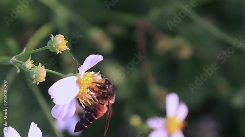 Cinematic 4K close up video of a Giant Honey Bee (Apis dorsata) gathering nectar and pollen from white Bidens pilosa flowers in morning light, highlighting authentic tropical pollination