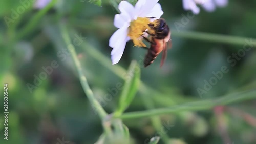 Beautiful 4K cinematic close up of a Giant Honey Bee (Apis dorsata) foraging on white Bidens pilosa blooms at sunrise, collecting nectar and pollen in a healthy tropical ecosystem