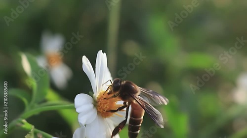 Beautiful 4K cinematic close up of a Giant Honey Bee (Apis dorsata) foraging on white Bidens pilosa blooms at sunrise, collecting nectar and pollen in a healthy tropical ecosystem