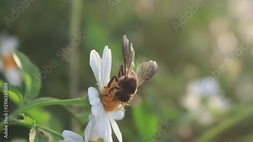 Beautiful 4K cinematic close up of a Giant Honey Bee (Apis dorsata) foraging on white Bidens pilosa blooms at sunrise, collecting nectar and pollen in a healthy tropical ecosystem