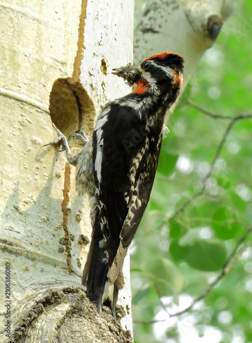 a mother  red-naped sapsucker bringing a meal of insects to her babies in their nest in  the side of an aspen tree  in summer along rock creek road in the  white river national forest north of silvert