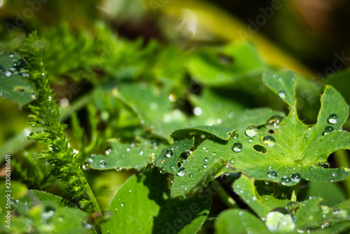 Foto Textured green foliage holds scattered raindrops that form tiny lenses across serrated edges