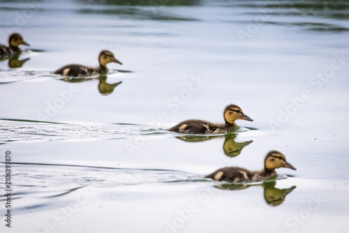 Foto A procession of ducklings sweeps through still water each little beak cutting mi