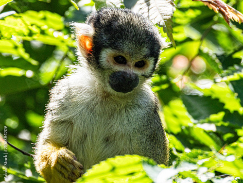 Photography Squirrel monkey perched on branch, alert gaze, natural light