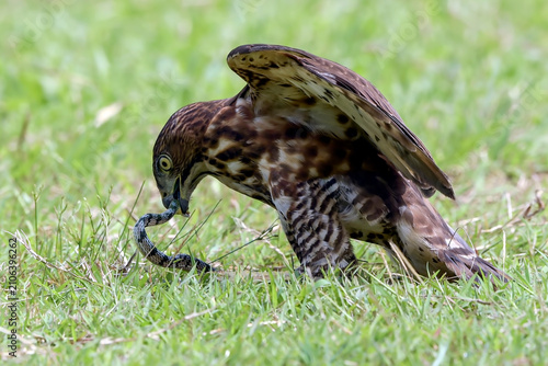 a crested hawk eagle is trying to paralyze its prey