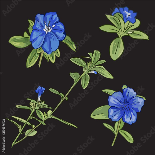 Foto Blue daze vector flower set, Evolvulus alsinoides botanical illustration