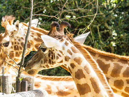 Kordofan giraffe (Giraffa camelopardalis antiquorum) with distinctive irregular coat pattern and long neck, standing in African savanna habitat, representative of one of the world's most endangered gi