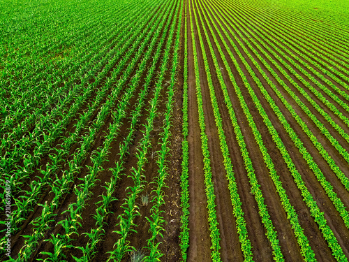 Aerial view dividing fields showing diverse crop growth