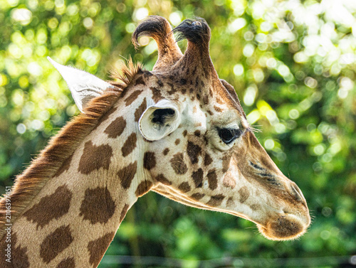 Foto Kordofan giraffe (Giraffa camelopardalis antiquorum) with distinctive irregular