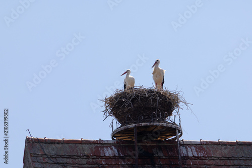 Obraz na plátne White Storks Nesting on Rooftop, Germany, Bavaria, Gablingen, 17 July 2026
