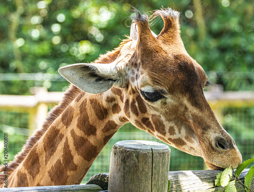 Cuadro en lienzo Kordofan giraffe (Giraffa camelopardalis antiquorum) with distinctive irregular