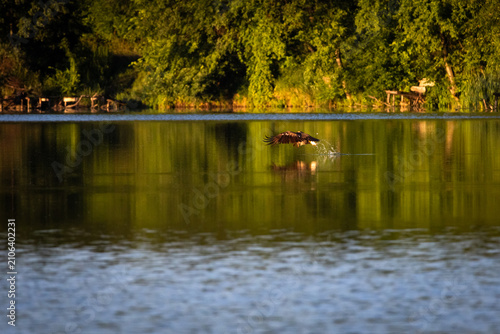 Obraz na płótnie Low over the mirrored lake a raptor darts forward barely touching the surface an