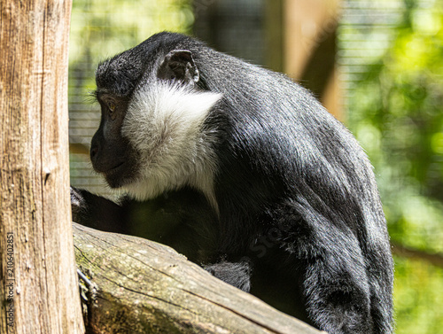 Photography L'Hoest's monkey (Allochrocebus lhoesti) with distinctive white beard and dark f