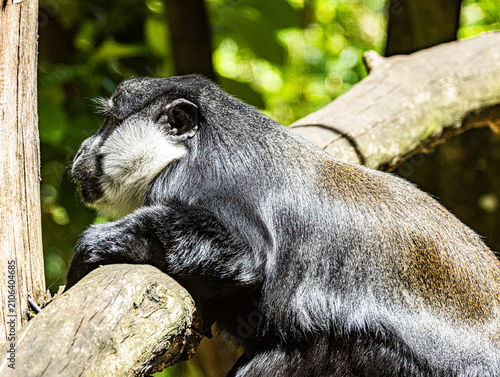 Photography L'Hoest's monkey (Allochrocebus lhoesti) with distinctive white beard and dark f