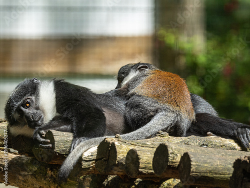 Photography L'Hoest's monkey (Allochrocebus lhoesti) with distinctive white beard and dark f