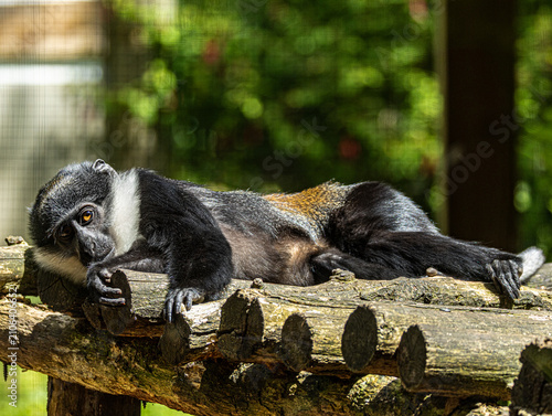 Photography L'Hoest's monkey (Allochrocebus lhoesti) with distinctive white beard and dark f