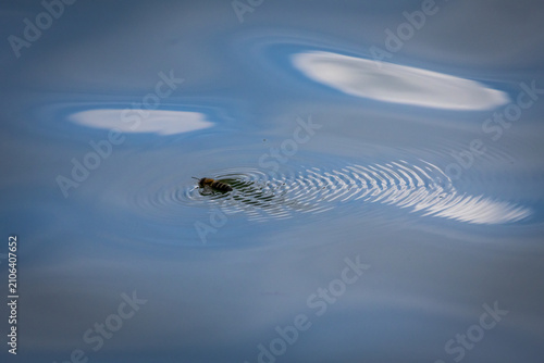 Cuadro en lienzo A bee creates expanding rings on a reflective lake surface while bright clouds r