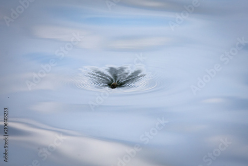Foto Minimal scene of a bee gliding on a calm lake surface