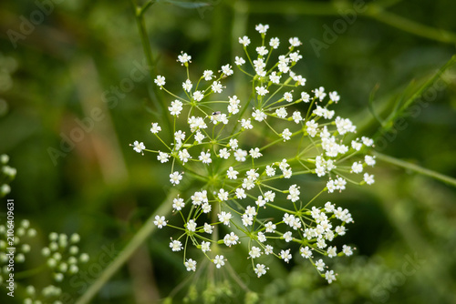 Fotografie A delicate constellation of tiny white flowers forms a lacy umbel against soft g