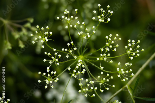 Obraz na płótnie Fine white florets radiate from a central point like a small firework suspended