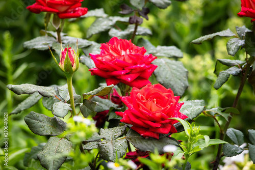 Foto Crimson garden roses open beside a pointed bud their petals dotted with fresh ra