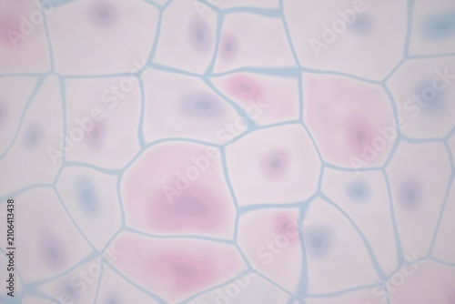 Canvastavla Microscopic view of cells with nuclei