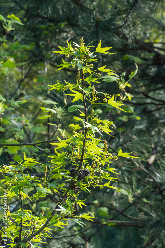 Fototapeta premium Liquidambar styraciflua, commonly known as American sweetgum. It displays young, light-green star-shaped leaves emerging from central stem, surrounded by developing clusters.