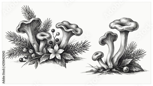 Foto Vintage chanterelle mushrooms composition set with spruce branches berries and w