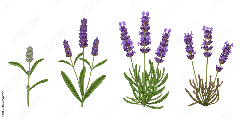 Fototapeta premium Lavender flowers set isolated on white. Purple floral botanical elements for design.