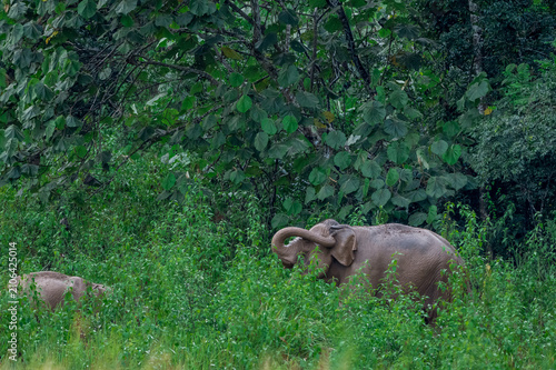 Canvas Print Its body is gray, its snout is called the trunk