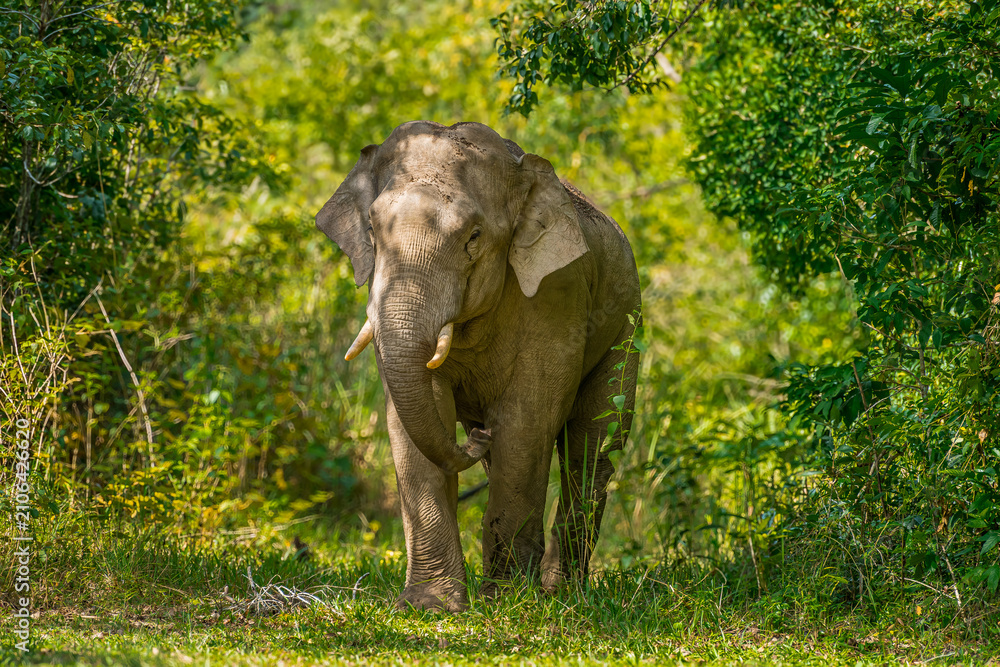 Fototapeta premium Its body is gray, its snout is called the trunk. The trunk of the Asian elephant has only one beak. Nakhon Ratchasima, Thailand.