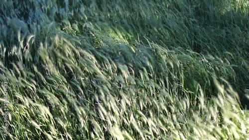 Wind blowing through green meadow grass