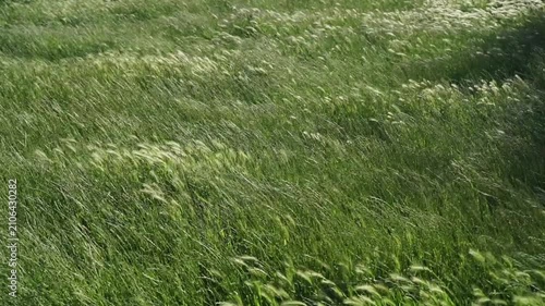 Wind blowing through green meadow grass