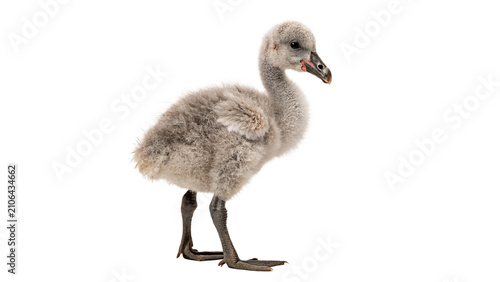 Canvas Print Cute tiny grey goose chick cygnet standing profile wildlife isolated on transpar