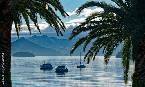Looking between the palm trees at Picton Waterfront Gardens over moored yachts towards Queen Charlotte Sound, New Zealand.