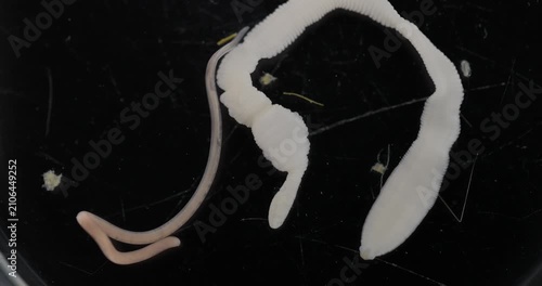 Cestode Larva (Cysticercus) and Strongyloides ratti Parasites in lab.