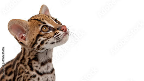 Photography Cute wild ocelot margay wildcat kitten portrait alert isolated on transparent ba