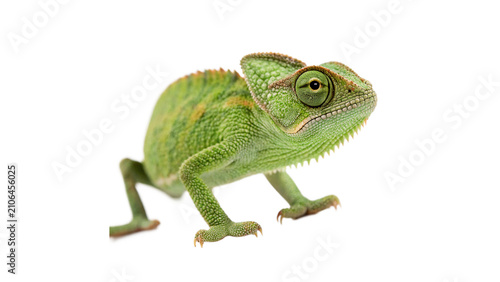 Small green exotic chameleon lizard reptile animal standing profile isolated on transparent background