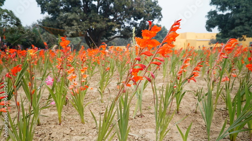 gladiolus dalenii flowere