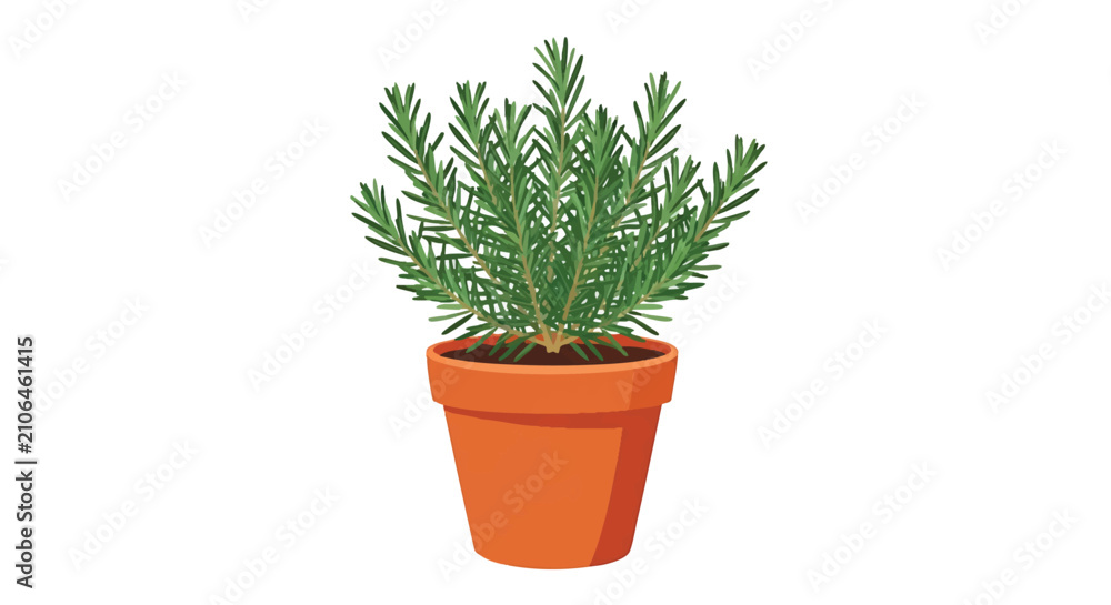 Fototapeta premium Rosemary Plant in Terracotta Pot Isolated on White Background.