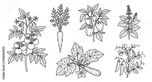 Quadro su tela Vintage botanical vegetable illustrations, set of 6 hand drawn garden plant vect