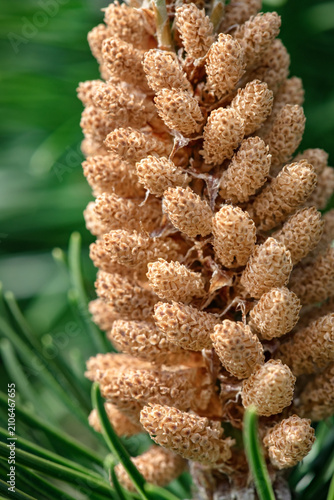 Beautiful young orange yellow female pine cone buds on branch Pitsunda Pinus brutia pityusa on blurred background of evergreens. Selective focus in decorative garden. Nature concept